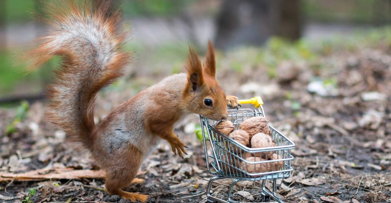 Ein Eichhörnchen im Wald. Es schiebt einen kleinen Einkaufswagen mit Nüssen. Symbolbild für Vorratsdatenspeicherung.